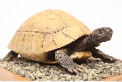 Turtles Animal photo references